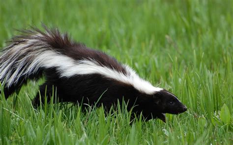 female skunk in spanish|fox in spanish.